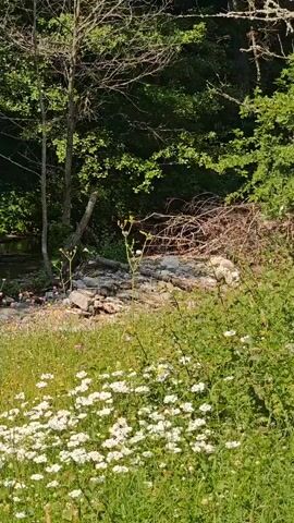 A static outdoor shot in a wooded area shows a field of green grass with numerous white flowers in the foreground. Beyond the grass, a stream or river is partially visible on the left, with rocks and debris along its bank. The background is dominated by a dense arrangement of trees, including both green-leafed trees and some with bare branches. A pile of brown, dry brush or dead wood is visible on the right side of the middle ground amidst the foliage. The scene is brightly lit by natural light. No people or animals are visible.