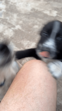 Puppies, fire, pylons, and a rose on a quiet afternoon