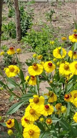 The video shows a close-up view of a patch of yellow flowers with dark red centers, likely Helenium. The flowers are in bloom and appear to be outdoors, with green foliage and a blurred background of dirt and some green plants. A thin tree trunk is visible on the left side of the frame. The lighting suggests it is daytime, likely sunny. The camera is positioned at a low angle, looking up at the flowers.