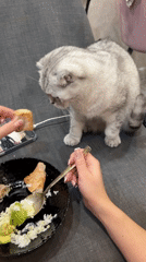 Scottish Fold cat fed dinner by owner in Cheboksary