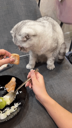Scottish Fold cat fed dinner by owner in Cheboksary