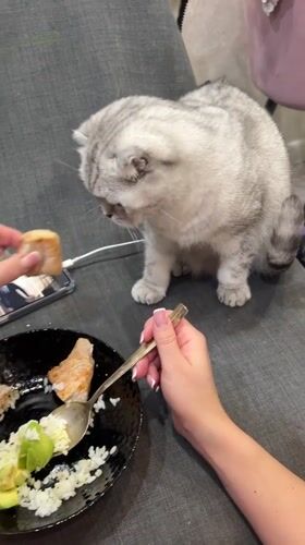 Scottish Fold cat fed dinner by owner in Cheboksary