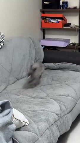 A grey, fluffy blanket covers a surface that appears to be a bed or couch. On the left side of the blanket, a grey animal, likely a cat, is partially visible and appears to be moving quickly, its form blurred. Clothing, including a denim jacket, is draped on the lower left corner of the blanket. In the background, a shelf unit is mounted on a wall. The shelves hold various items, including what looks like a black bag and a red box on the top shelf, and a purple box on the middle shelf. The overall environment seems to be indoors, possibly a bedroom or living area.