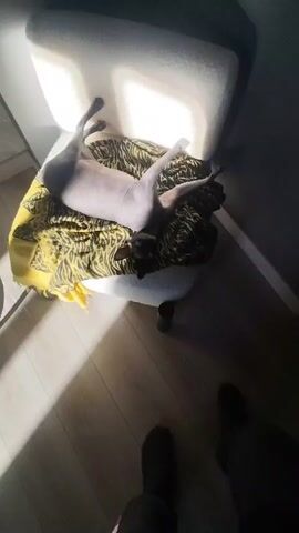 The video shows a hairless cat lying on its back on a yellow and black patterned cushion in a chair. The cat is mostly gray, with darker areas on its head and paws. A hand pets the cat on the head, and the cat meows. The floor is a light-colored wood, and the scene is illuminated by sunlight. The person filming is wearing black shoes.