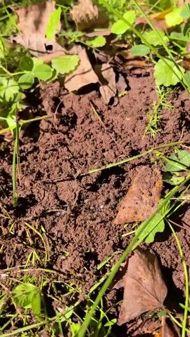 The video shows a close-up view of a patch of brown soil on the ground, surrounded by green grass and some fallen leaves. Several small black ants are visible crawling on and around the soil. The lighting suggests it is daytime, possibly in an outdoor setting like a garden or forest floor. The ants appear to be busy, some moving individually, while others seem to be interacting in small groups. There are no humans or other significant objects in the frame. The focus is clearly on the ants and their activity in their natural environment.