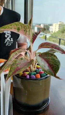 The video shows a restaurant table with food. A potted plant with colorful stones in the soil sits in the center of the table.  A plate of assorted fresh items is in the foreground. The plate includes cucumber slices, carrot sticks, watermelon, sprouts, olives, jalapeno peppers, yogurt, and almonds.  A container with salt, pepper, and napkins is also on the table. A person in a black and white t-shirt is partially visible in the background. Through a window, buildings and greenery can be seen. The table is brown and covered with a brown woven placemat. The video is recorded indoors in a bright environment.