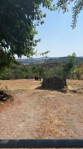 A shaggy brown bull stands in a dry, grassy enclosure. A fenced area is visible behind the bull. In the foreground, a trough filled with hay is partially obscured by greenery. The background features a lush, rolling landscape with trees and fields under a clear blue sky. The video is shot from a slight distance, with the bull being the primary focus of the frame.