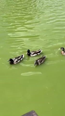 A high-angle medium shot shows four ducks swimming in a green pond. In the background, a fountain sprays water in a circular pattern. The pond is surrounded by a rock wall and trees. A wooden structure is visible in the foreground.