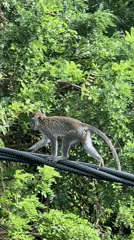 Beach life and monkeys captured in Kuta Selatan footage