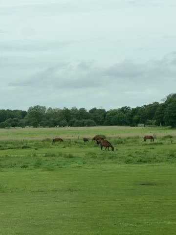 The video presents a serene, pastoral landscape featuring several horses grazing in a vast green field under an overcast sky. The scene is dominated by a wide, lush green pasture stretching into the mid-ground.

The primary subjects are approximately six brown horses, scattered across the field. Most are seen with their heads lowered, engaged in grazing, indicating a peaceful and natural activity. Some horses appear to be standing still, observing their surroundings. In the distant background, a dense line of deciduous trees forms the horizon, separating the field from what appears to be a wooded area or another distant field.

The weather is distinctly cloudy; a uniform layer of gray clouds covers the sky, diffusing the daylight. There are no harsh shadows, suggesting a calm and possibly cool atmosphere, typical of an overcast day. The time of day appears to be daytime, likely late morning or afternoon given the overall illumination.

The setting is rural and tranquil, characterized by expansive open fields and natural tree lines. There are no people visible, and no man-made structures, besides what might be a faint fence line in the mid-ground, disrupting the natural vista. The overall mood conveyed is one of quietude and natural harmony. There is no visible text in the video. Given the location context of Buxtehude, Germany, the landscape aligns with the temperate and green countryside found in that region.