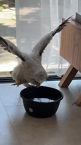 A young eagle with gray and white speckled plumage stands on the edge of a black basin filled with water. Its wings are outstretched for balance as it dips its beak into the water to drink. The eagle is indoors, with a tiled floor and a sheer white curtain in the background. Sunlight filters through the curtain, casting shadows on the floor. A wooden furniture piece is visible to the right of the frame.