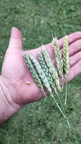 A person's hand is shown holding several stalks of wheat. The wheat stalks are green and appear to be in the early stages of development, with some individual grains visible. One grain of wheat has fallen loose and is also in the palm of the hand. The background is a blurry green, suggesting an outdoor setting, possibly a field or lawn. The lighting is natural and appears to be daylight. The hand is weathered and appears to be an adult's.