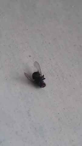 A close-up shot shows a dead fly on a textured, light-colored surface, possibly a floor or wall. The fly is dark in color and lies on its back with its wings spread open. The lighting is neutral, and the focus is on the fly. There are no other objects or people visible in the frame. The video lasts for two seconds.