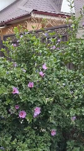 This media file showcases a lush, green shrub adorned with numerous pink hibiscus flowers. The shrub is in full bloom, with its branches laden with both open blossoms and closed buds. The vibrant pink of the flowers contrasts beautifully with the deep green of the foliage.

In the background, a house with a dark, tiled roof is visible, suggesting a residential setting. A decorative, ornate fence with golden detailing runs along the top of the shrub, separating it from the house. The fence's intricate design adds a touch of elegance to the scene.

The lighting appears to be soft and diffused, hinting at an overcast day or early morning/late afternoon. The overall atmosphere is serene and natural, with the focus squarely on the beauty of the blooming hibiscus. There is no visible text in the media file. The setting is likely a garden or yard in Bishkek, Kyrgyzstan, given the provided location context. The activity is simply the observation of the plant's natural growth and blooming.