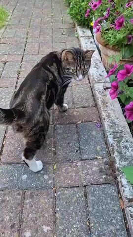 A tabby cat with white paws walks along a brick path next to a planter with pink petunias. The cat sniffs the flowers. The cat then walks away from the flowers down the path.