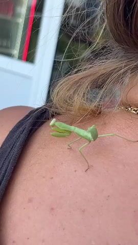 A close-up shot shows a small, bright green praying mantis perched on the shoulder of a person. The mantis is facing right, with its distinctive raptorial forelegs folded. The person's skin is visible, with some slight redness and texture. Blonde hair falls over the person's shoulder, and a gold chain necklace is visible. The background is blurred, but appears to be outdoors with some indistinct structures and possibly foliage. The mantis is stationary throughout the short clip.