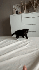 Black and white kitten at home in Vologda, June afternoon