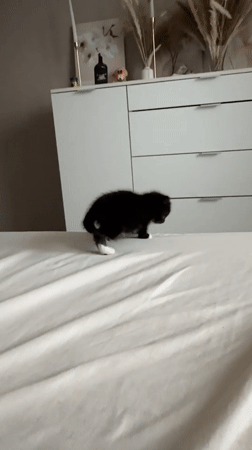 Black and white kitten at home in Vologda, June afternoon