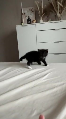 Black and white kitten at home in Vologda, June afternoon