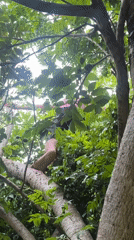 Barefoot climber spotted in tree in Carmen, Philippines
