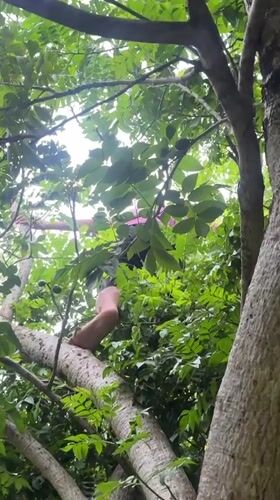 Barefoot climber spotted in tree in Carmen, Philippines
