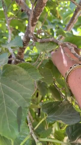 The video shows a close-up view of a person's hand picking mulberries from a tree under bright sunlight.

The scene is dominated by a tree with thick, green leaves and numerous mulberries. Many of the mulberries are a dark, rich purple or black, indicating ripeness, while others appear lighter green or reddish, still developing. The branches of the tree are visible, providing a framework for the dense foliage.

A hand, adorned with light pink nail polish and a gold-colored bracelet or ring on the wrist, carefully reaches into the leaves and plucks a ripe, dark purple mulberry from its stem. The camera then shifts focus to the picked mulberry, held in the hand, showing its elongated, segmented form and deep color.

The setting is outdoors, likely an orchard or garden, illuminated by natural sunlight that filters through the leaves, creating bright patches. The background is a soft blur of green foliage. This activity of harvesting fresh fruit is taking place in the Eshkol Regional Council, Israel.