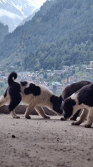 Puppies, prayer flags, and Himalayan views across Manali