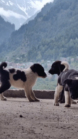 Puppies, prayer flags, and Himalayan views across Manali