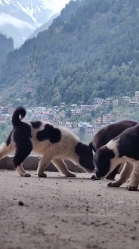 Puppies, prayer flags, and Himalayan views across Manali