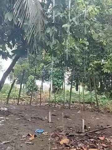 The video depicts a close-up shot of a muddy ground with scattered debris, including what appears to be plastic waste and dried leaves. In the background, a row of young trees with thin trunks stands behind a larger, leaning tree. A coconut palm tree is prominently featured on the left side of the frame, its fronds reaching upwards. The scene is set amidst a lush, green environment with dense foliage and trees. Rain is falling, creating visible streaks of water in the air and on the ground, suggesting a downpour. The lighting is overcast, indicating a cloudy day. There are no people visible in the video.