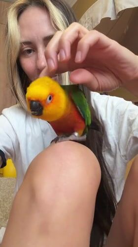 Morning in Khimki: a colorful parrot and rainy-day snapshots