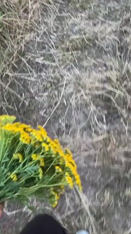 The video shows a first-person perspective of someone walking along a dirt path through a field at sunset. In the foreground, a bunch of yellow flowers is visible. The path is surrounded by dry grass and some green vegetation. The sky transitions from bright orange and pink hues to darker blues and grays, indicating the sun is setting. The person's feet, wearing black pants and white sneakers, are visible in the lower part of the frame as they walk. The camera is moving, giving a sense of motion and progress along the path.