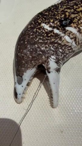 The video shows a close-up of a moray eel's head. The eel is spotted with brown and white patterns. Its mouth is open, revealing sharp teeth, and a fishing line is threaded through its jaw. The eel appears to be resting on a textured white surface, possibly a boat deck or a cooler. The lighting suggests it is outdoors during the day.