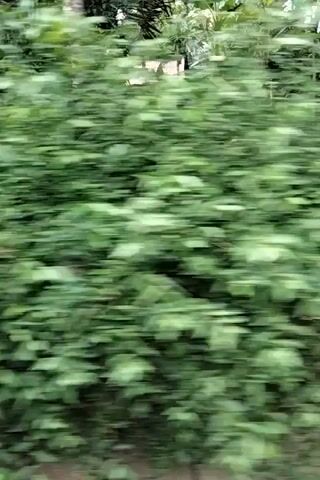 This is a first-person perspective video, taken vertically, of a person walking along a dirt path. To the left of the path, there is dense green foliage, including what appears to be banana trees. A wooden structure, possibly a fence or a wall, is partially visible behind the foliage. To the right of the path, there is more vegetation and some dry leaves on the ground. The ground surface is uneven and appears to be composed of dirt and small stones. The lighting suggests it is daytime, with some areas appearing shaded. The video is shaky, indicating movement.