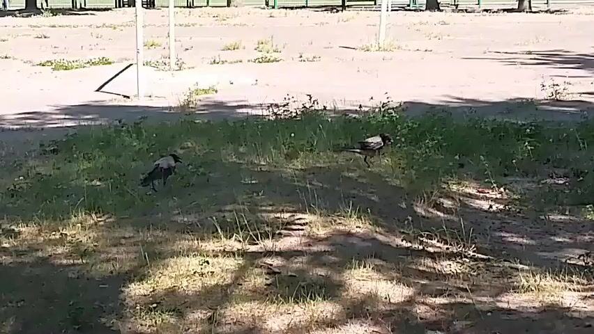 Two crows are walking in the grass on a sunny day. The ground is mostly dirt and grass, with some trees casting shadows. In the background, there is a fence and some buildings.
