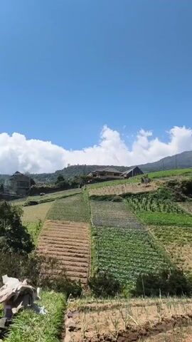A bright sunny day with a clear blue sky. The camera pans across a hillside covered in agricultural terraces. Various crops are visible, including what appear to be rows of young plants in the foreground and larger green vegetables in the midground. A few buildings, including houses and possibly barns, are scattered on the upper slopes of the hill. In the background, a large mountain or volcano dominates the horizon, its peak partially obscured by clouds. A yellow marker with some text is visible in the lower right corner of the frame.