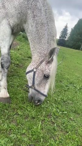 A dappled gray horse grazes in a grassy field. The horse is wearing a blue halter with silver buckles. Its head is lowered to the ground as it eats the grass. The horse's mane is long and white, and its tail is not visible in the frame. The background shows a green, rolling hill with trees in the distance. The sky is overcast, suggesting it might be a cloudy day. The scene appears to be in a rural or semi-rural setting, possibly a pasture or meadow. The overall mood is peaceful and serene, with the horse calmly engaged in its natural behavior. There is no visible text in the media file.
