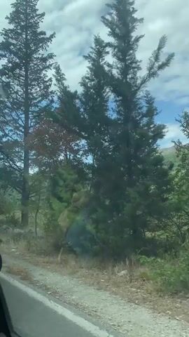 The video captures a scenic view from a moving vehicle. A dirt road runs along the left side of the frame, bordered by dry grass and a large rock. In the background, a field of tall grass extends towards a gently sloping green hillside dotted with trees. A solitary, tall tree with dark green foliage stands prominently in the foreground, slightly to the right. Beyond the field, imposing, rocky mountains with sheer cliff faces dominate the horizon under a cloudy sky. The camera pans slightly, offering glimpses of more trees and vegetation, including bushes and smaller trees on the right side of the road. The overall impression is of a rural, mountainous landscape bathed in natural light.