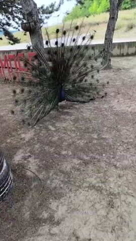 A peacock with its tail feathers fanned out stands in a dirt area next to a tree. A smaller bird, possibly a peahen, walks from right to left past the peacock. The peacock's tail is spread wide in a display, and its body is facing forward, while the peahen is facing left and moving away. There is a red fence in the background, and trees and foliage beyond that. The ground is covered in dirt and small pebbles.