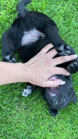 A black puppy is playfully interacting with a person's hand on a grassy lawn. The puppy is on its back, with its legs in the air, and its mouth open as it seems to be gently nipping or chewing on the person's fingers. The person's hand is reaching in to pet or play with the puppy. The scene is outdoors, with lush green grass covering the ground. The lighting suggests it might be daytime, possibly late afternoon or early evening, given the soft light. The overall mood appears playful and affectionate, with the puppy exhibiting typical puppy behavior during playtime. There is no visible text in the media file.