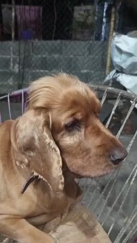 A close-up, medium shot captures a golden-brown dog's head and upper body, facing to the right. The dog appears to be resting on or within a woven or basket-like structure, visible in the foreground. Its fur is soft and appears slightly ruffled. The dog's ears are long and floppy, characteristic of certain breeds like a Cocker Spaniel. Its eye is partially closed, and its expression is calm. The background is blurred, suggesting a shallow depth of field. Hints of fencing and structures are visible, indicating an outdoor or semi-outdoor setting, possibly at dusk or in low light, given the soft illumination and shadows. There are no other visible beings or significant actions taking place.