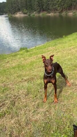 A brown Doberman with a chain collar stands in a grassy area beside a lake, its cropped ears erect. The Doberman looks up as a red and yellow ball is thrown. The Doberman runs into the lake, swimming towards the ball, while another black Doberman watches from the shore. The brown Doberman retrieves the ball from the water and exits the lake.