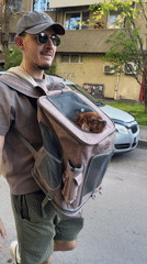 Man carries tired Cavalier King Charles Spaniel in backpack