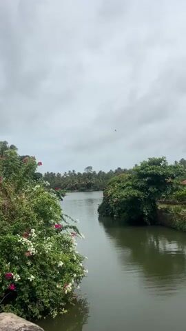 A tranquil water channel flows through a lush green landscape under a cloudy sky. On the left bank, vibrant bougainvillea flowers in shades of pink and white cascade down a rocky embankment, contrasting with the dense green foliage. On the right bank, a cluster of trees, also laden with pink flowers, creates a verdant barrier. The water's surface reflects the overcast sky and the surrounding greenery. In the distance, a dense line of palm trees forms a picturesque backdrop, with a single, taller tree standing out amidst them. The scene evokes a sense of natural beauty and serenity.