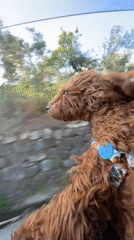 Dog enjoys car ride, walk in Montenegro village