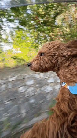 Dog enjoys car ride, walk in Montenegro village