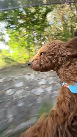 A brown, fluffy dog is shown from the chest up, with its head and chest out a car window while the car is moving. The dog's fur is being blown by the wind.  The passing scenery includes trees, walls, and buildings.  The sky is visible at the top of the frame. The dog is wearing a collar with a blue tag and colorful decorative elements.