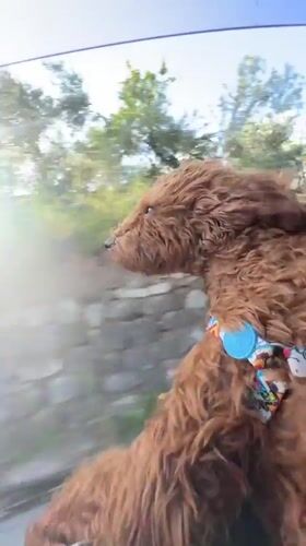Dog enjoys car ride, walk in Montenegro village