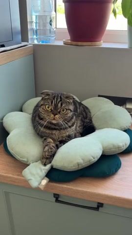 A tabby cat with yellow eyes sits on a green flower-shaped pillow on a wooden surface. The cat is facing the camera and has its left paw extended. Behind the cat, there is a window with a plant in a red pot. To the left of the cat, there is a blue bottle of water and part of a black electronic device. The background is a gray wall. The lighting appears to be natural light from the window.