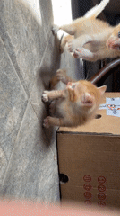 Everyday pet moments captured in Bulgarian town